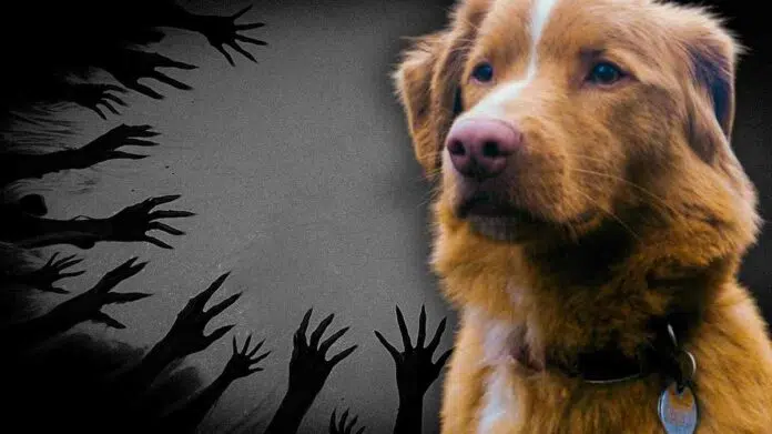 Good Boy Movie Ending Explained Indy The Dog